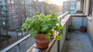 découvrez la plante miracle parfaite pour remplacer les cubes de bouillon, facile à cultiver en pot durant cette saison idéale, pour des saveurs naturelles et fraîches dans vos plats.